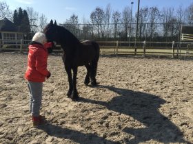 sessie paardencoaching in Waardenburg